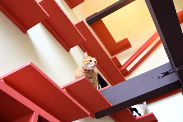 キャットウォーク